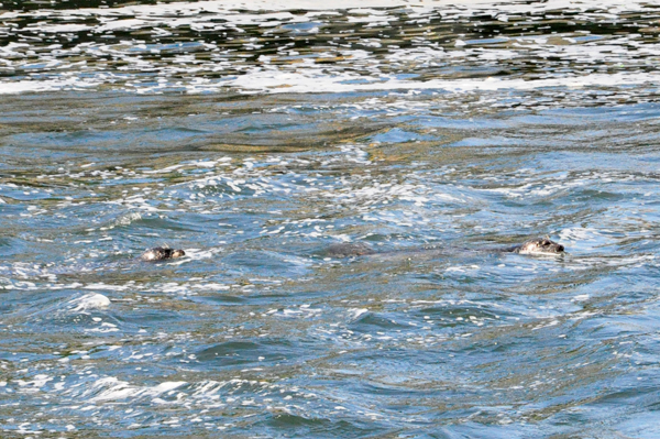 seals in the water 